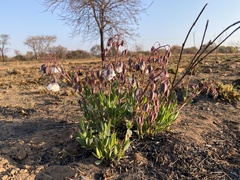 Trichodesma physaloides