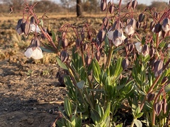 Trichodesma physaloides