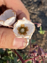 Trichodesma physaloides