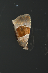 Cobubatha hippotes