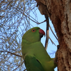 Psittacula krameri