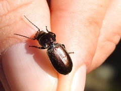 Pterostichus externepunctatus