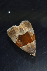 Cobubatha hippotes