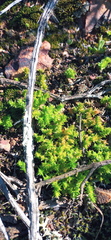 Crassula campestris