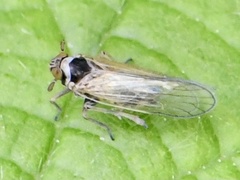 Laodelphax striatella