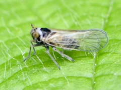 Laodelphax striatella