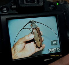 Enoplocerus armillatus