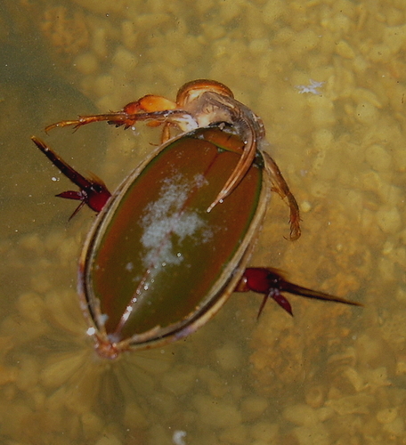 Subespecies Cybister tripunctatus africanus · iNaturalist Mexico