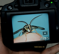 Gymnelia