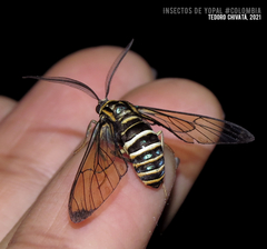 Gymnelia