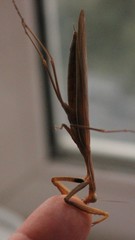 Mantis religiosa