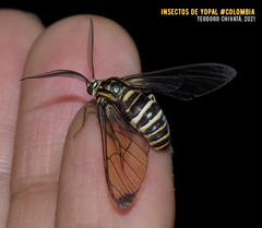 Gymnelia