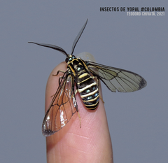 Gymnelia