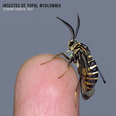 Gymnelia