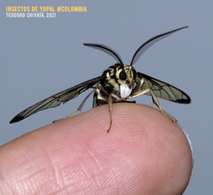 Gymnelia