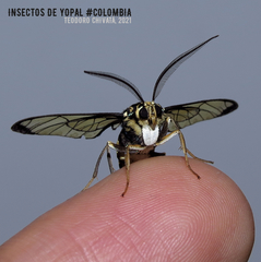 Gymnelia