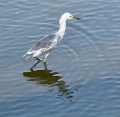 Egretta caerulea × thula