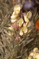 Crotalarieae