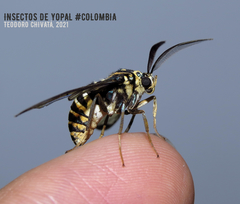 Gymnelia