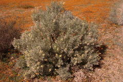 Crotalarieae