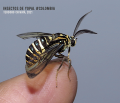 Gymnelia