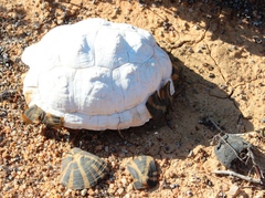 Psammobates tentorius trimeni