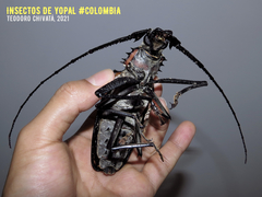 Enoplocerus armillatus