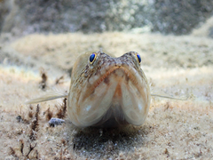 Atlantic Lizardfish