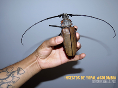 Enoplocerus armillatus