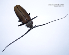 Enoplocerus armillatus