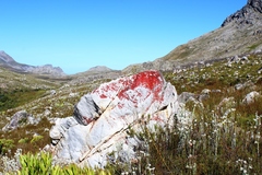 Caloplaca haematodes