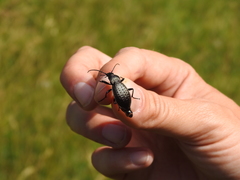 Carabus fairmairei
