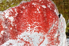 Caloplaca haematodes