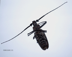 Enoplocerus armillatus