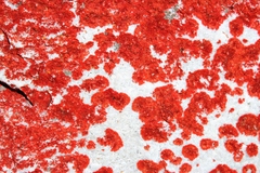 Caloplaca haematodes