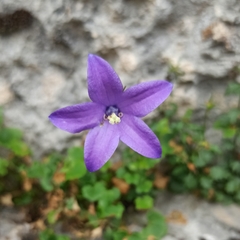 Campanula arvatica