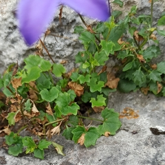 Campanula arvatica