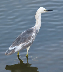 Egretta caerulea × thula