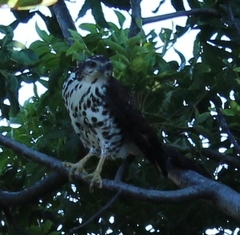 Accipiter tachiro tachiro