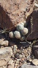 Escobaria chihuahuensis