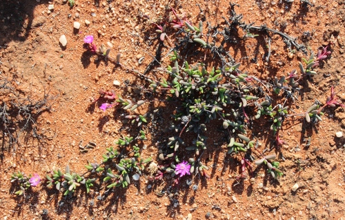 Hallianthus planus, photograph 4