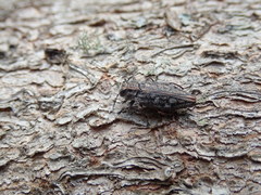 Chrysobothris trinervia