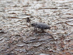 Chrysobothris trinervia