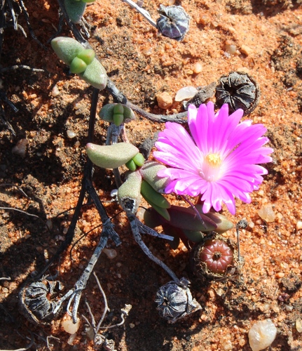 Hallianthus planus