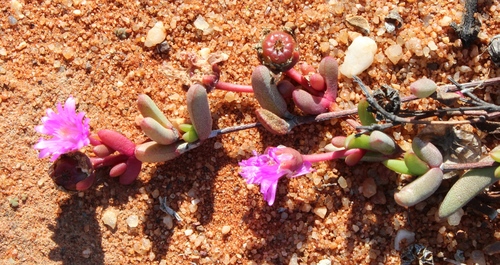Hallianthus planus, photograph 6