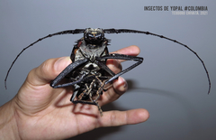 Enoplocerus armillatus