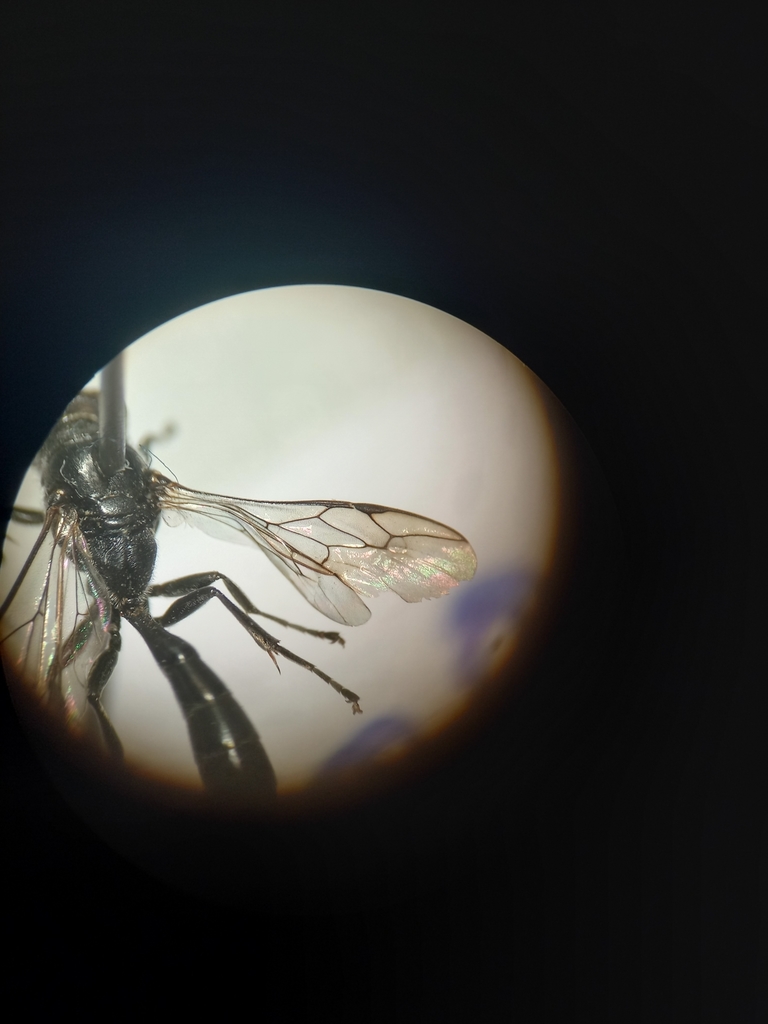 Black Wood Borer Wasp