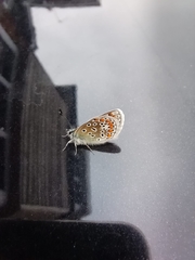 Polyommatus icarus