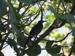 Turdus merula aterrimus