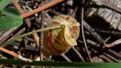 Astragalus subcinereus